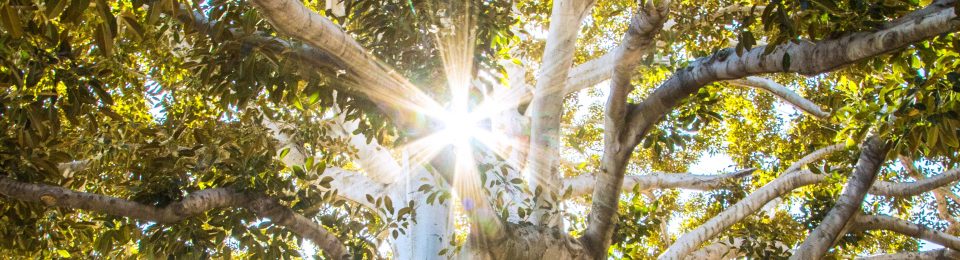 Family Constellations